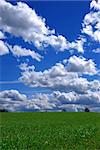 Beautiful spring landscape with deep blue sky and green grass