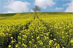 Rape-seed field leading to a tree.