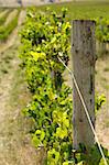 A Vine Post at Mclaren Vale, South Australia