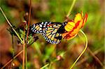 A Monarch buterfly enjoying its honey lunch