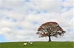 Oak tree and three sheep in a field in autumn with a small fence to one side, set against a cloudy sky.