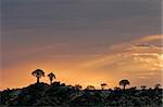 Silhouettes of quiver trees (Aloe dichotoma) at sunrise, Namibia