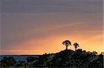 Silhouettes of quiver trees (Aloe dichotoma) at sunrise, Namibia