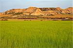 Green field and hills over the blue sky in season spring. Front blurred, hills on focus