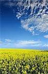 Bright Canola Field