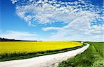 Path through Canola Field