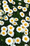 Wild daisies growing in a green meadow