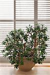 House plant jade tree in a pot and glass wall with blinds