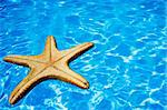 Starfish floating in bright blue pool water