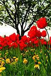 Red tulips and yellow dandelions flowers blooming in a spring field