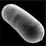 bacullus bacteria cell