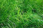 grass after thunderstorm with drops of rain in rays of sun