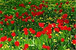 Red tulips and yellow dandelions blooming in a spring field