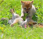 Jackal Pups playing in the grass