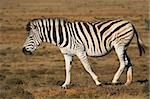 Zebra in the African bush