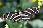 Zebra Longwing butterfly sitting on a leaf. ( Heliconius Charitonius)