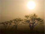 Three trees with the the Sun rising over a misty meadow in Nikko, Japan