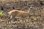 Steenbok side portrait on burnt grass fields