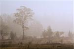 A beautiful old tree on the edge of a misty meadow