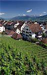 Vineyard in Rapperswil, Switzerland with a view of the Alps and the lake Zurich in the distance.