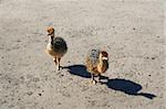 Young ostrich birds in the farm