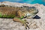 Iguana laying on a rock relaxing