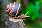 Snail in a Summer Garden. Close-Up