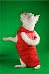 White terrier dog dressed in red coat standing on back haunches.