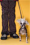 Chinese Crested dog on leash standing next to man's legs.