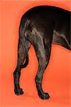 Black dog hind quarters standing with orange  background.