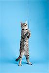 Gray striped cat standing playing with toy.