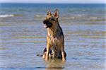 The wet sheep-dog sitting in sea water