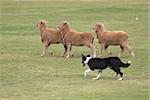 a working sheep dog (border collie)rounding up sheep at a sheepdog trial