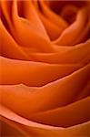 single rose macro, abstract, wide blurred petals, very narrow focus, nature series