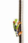 frog climbing up metal tubing - a red-eyed tree frog (agalychnis callidryas) closeup isolated on white