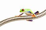 red-eyed tree frog (Agalychnis callidryas) climbing around on metal tubing, isolated on white.