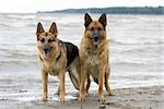 Two wet sheepdogs staying near the storm sea