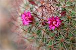 Delicate pink flower among a cactus sharp spines