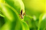 A lynx spider trying to hide from my shooting