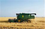 combine on wheat field