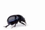 macro shot of beetle isolated on white