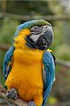A colorful blue and yellow macaw parrot sitting on a branch.