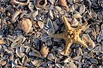 Starfish  and shells on the beach