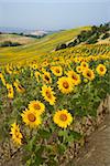 Sunflowers growing in field on rolling hills in countryside of Tuscany, Italy.