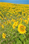 Sunflowers growing in field in Tuscany, Italy.