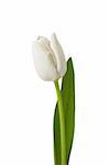 Beautiful white tulip isolated on white background