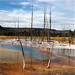 Landscape of dead trees in shallow water pool at Yellowstone National Park, Wyoming.