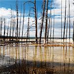 Dead trees in shallow water pool at Yellowstone National Park.