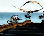 The seagulls at coast of Black sea