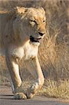 Adult lioness walking along the road in search of prey